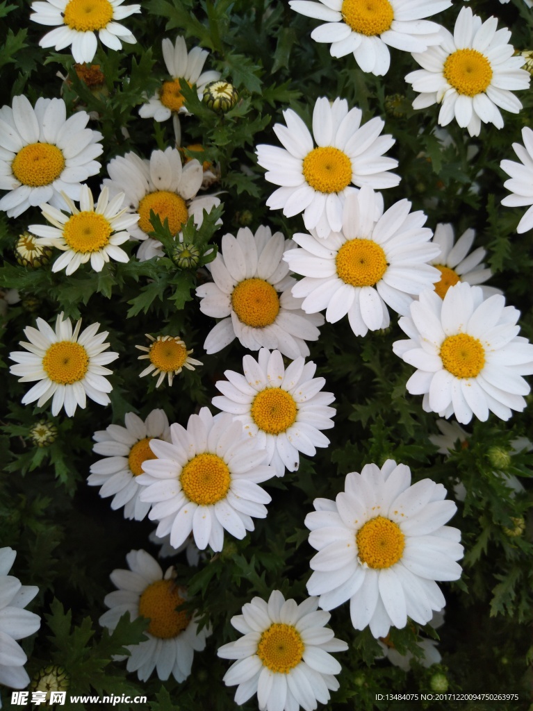 雏菊