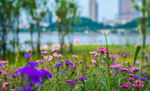 景观花海