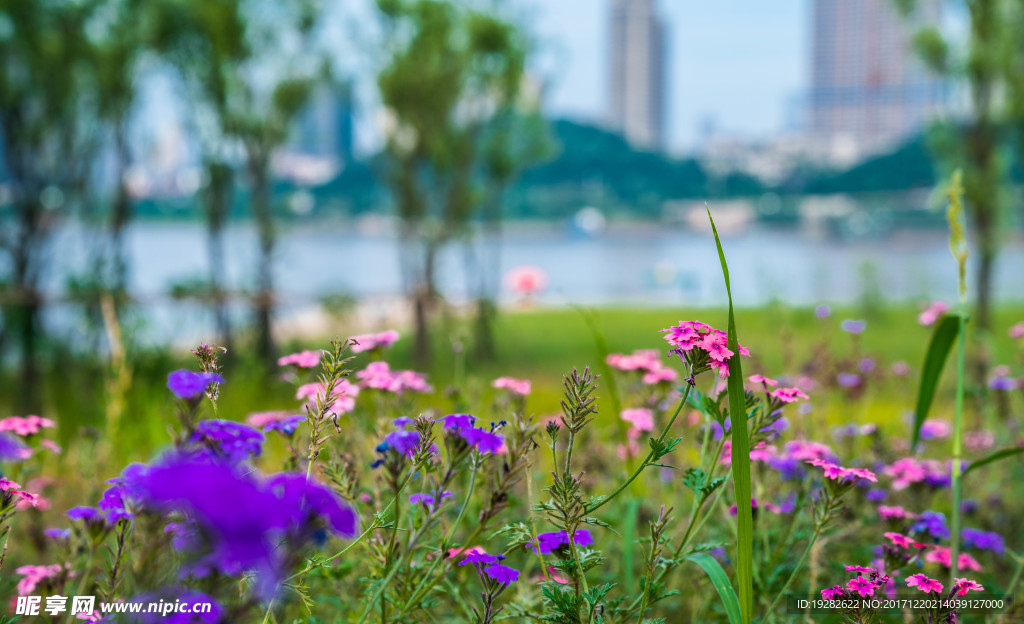 景观花海