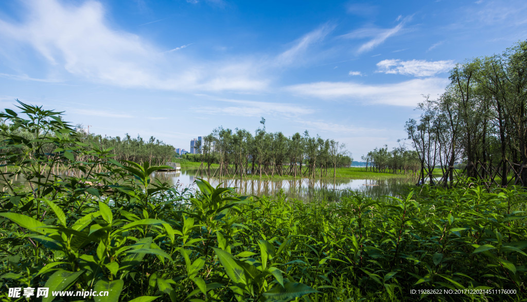 湿地景观