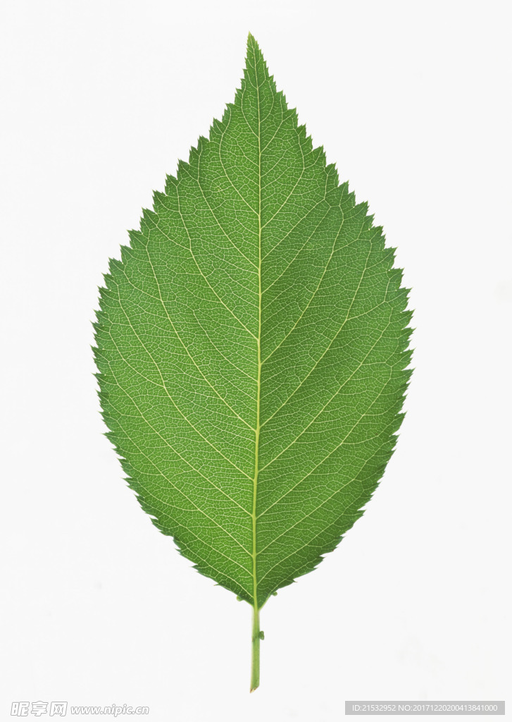 清新树叶背景图