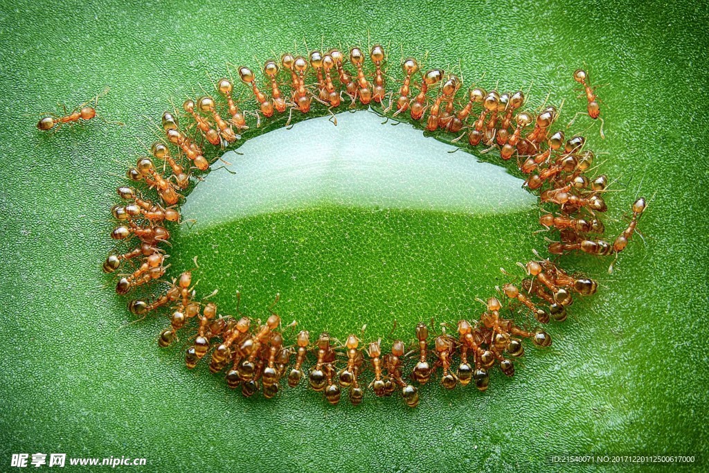 蜂蜜