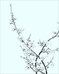 梅花