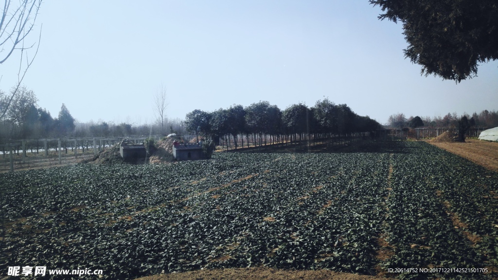 乡村蔬菜基地