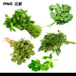 香菜免扣素材