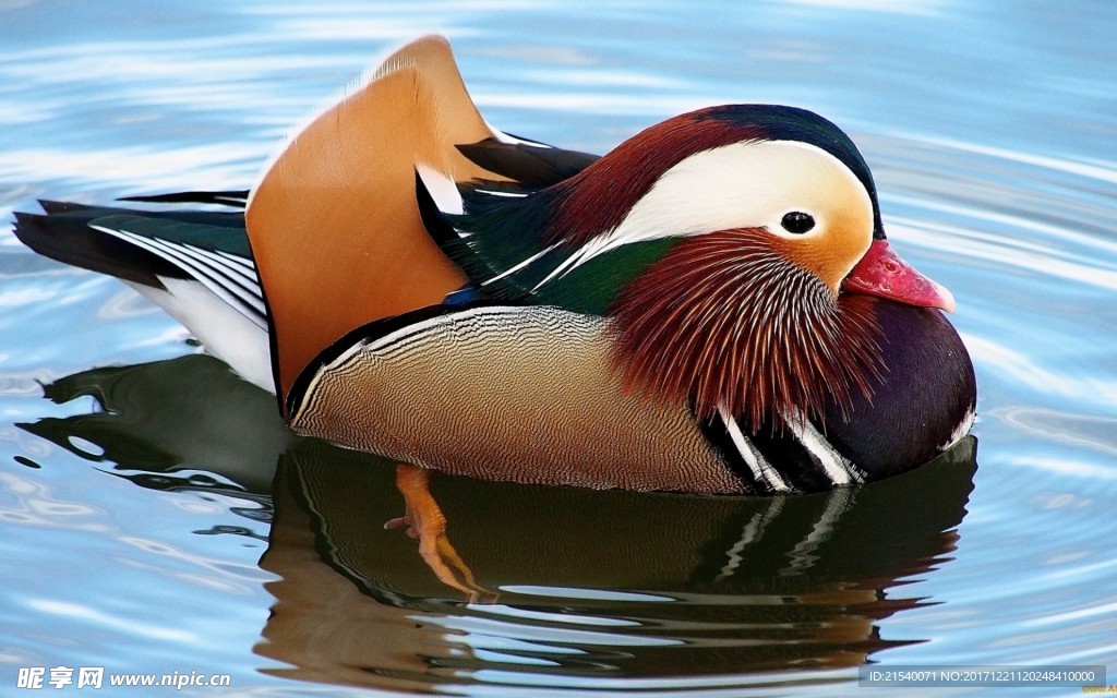 鸭子