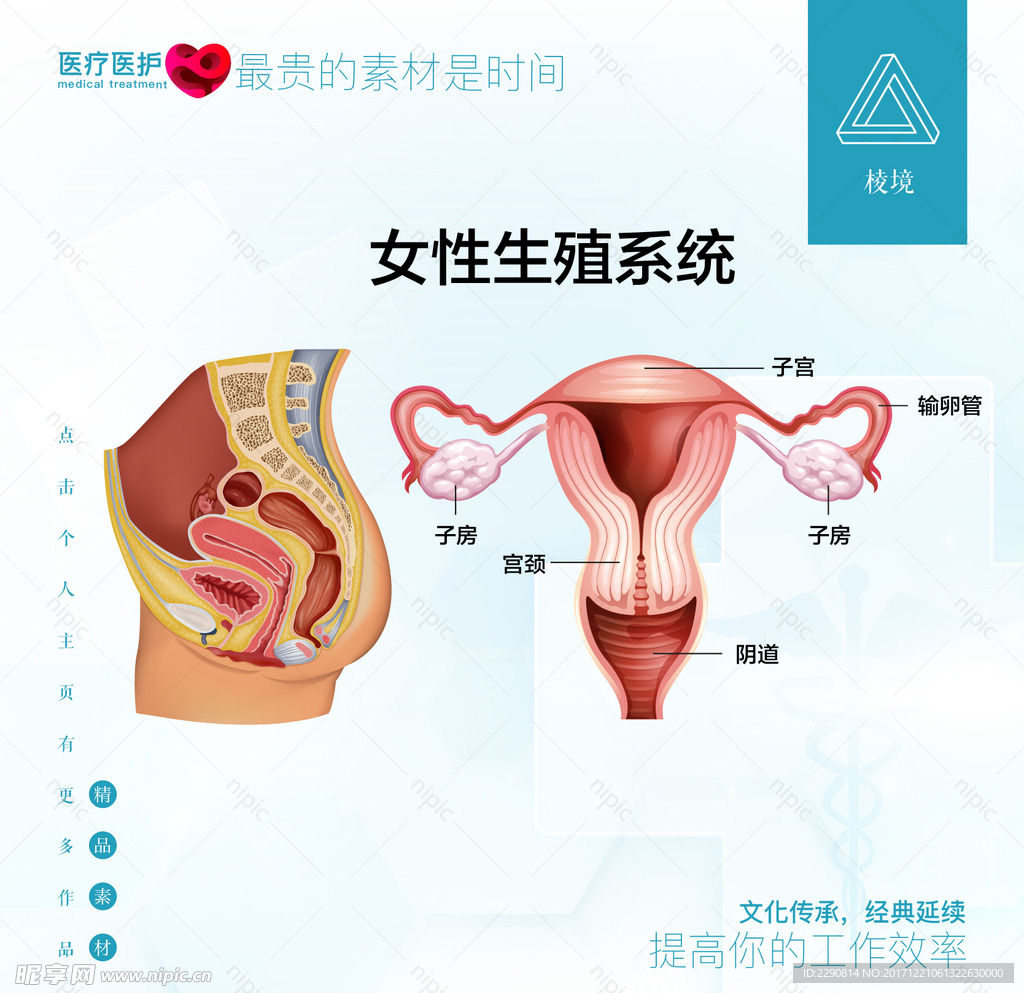 女性生殖系统