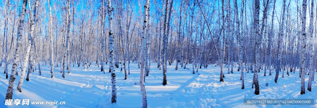 大兴安岭白桦林雪景