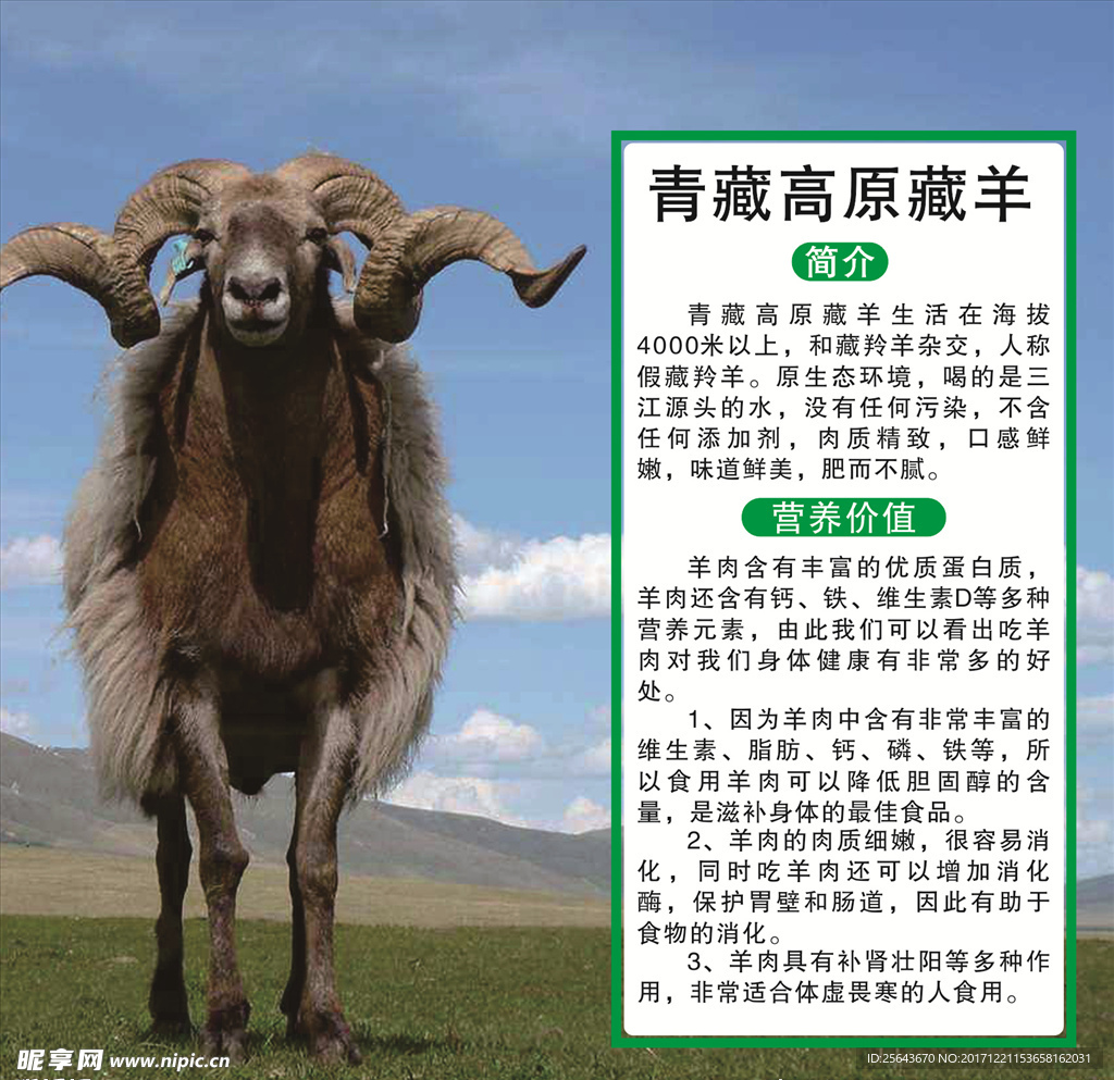 藏羊  展板 宣传栏