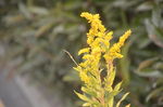 一枝黄花