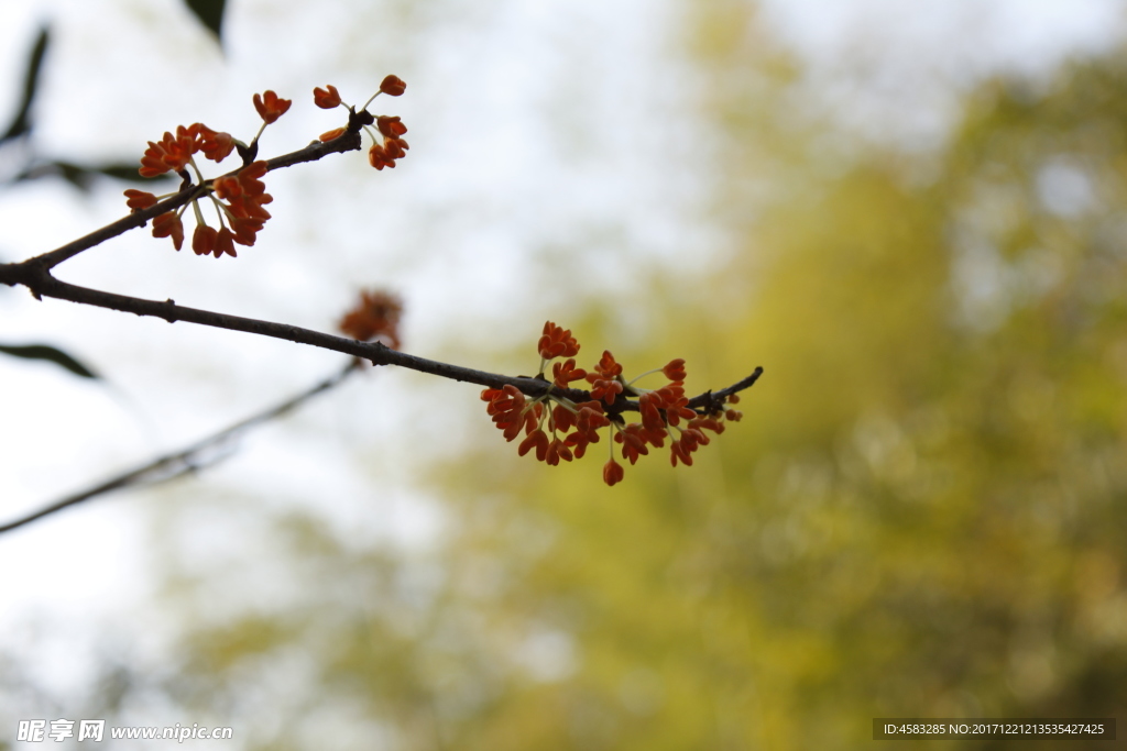 桂花