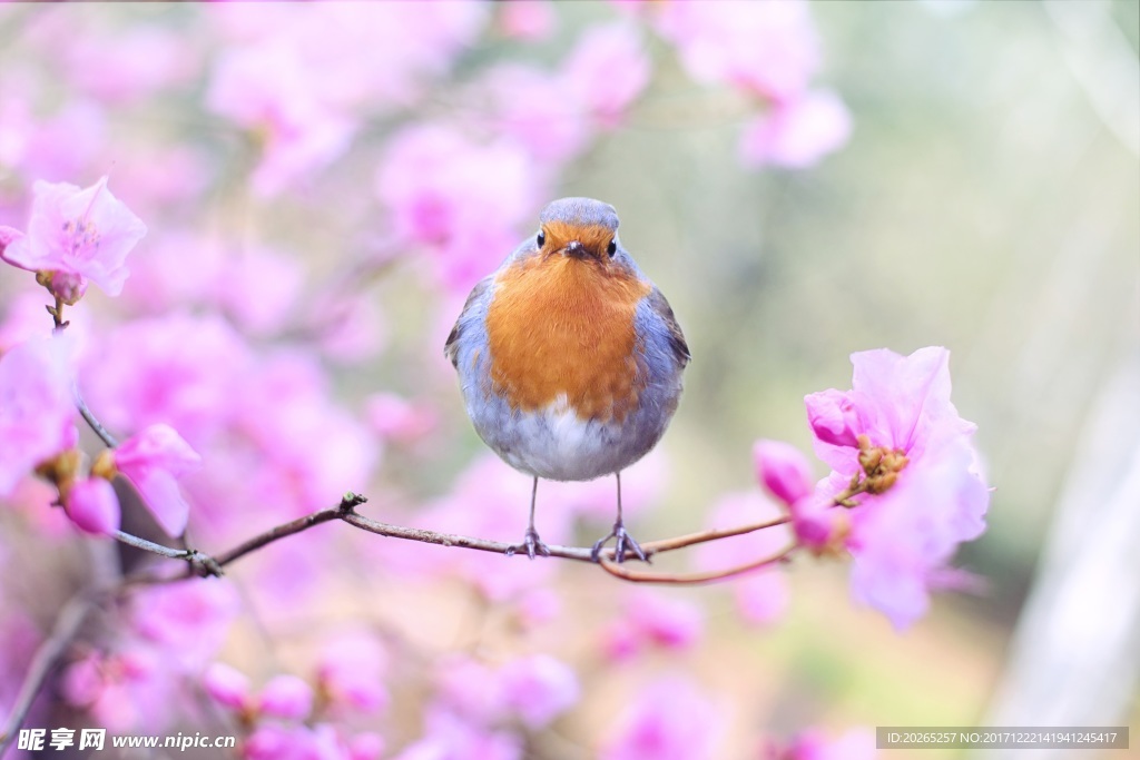 春天 小鸟 樱花