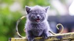 猫咪