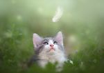 猫咪