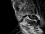 猫咪