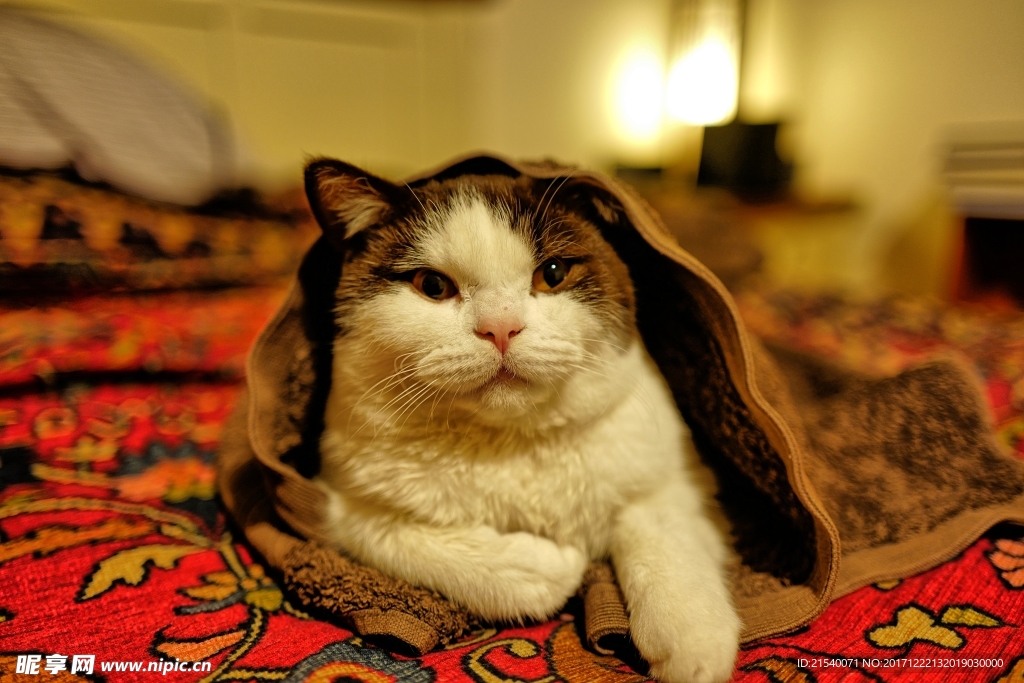 猫咪