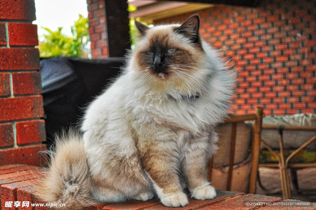 猫咪