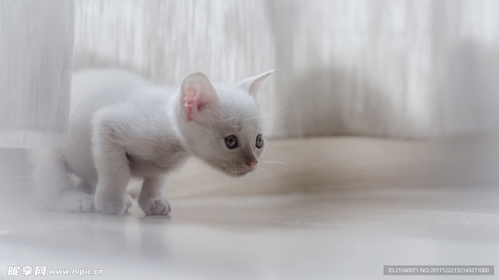 猫咪