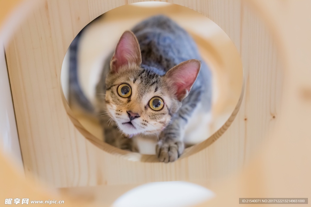 猫咪