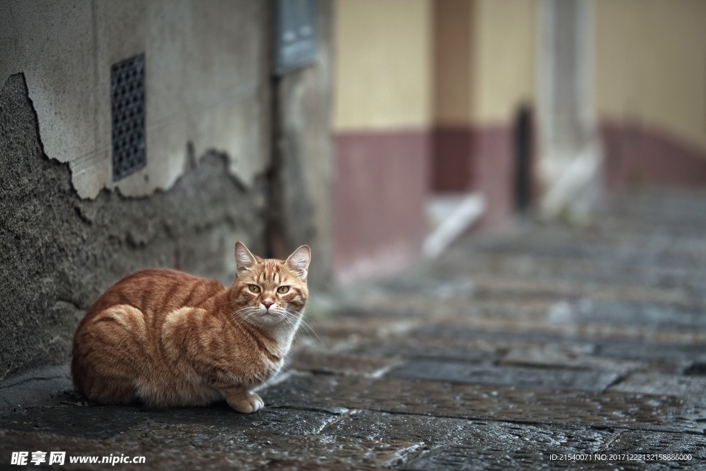 猫咪