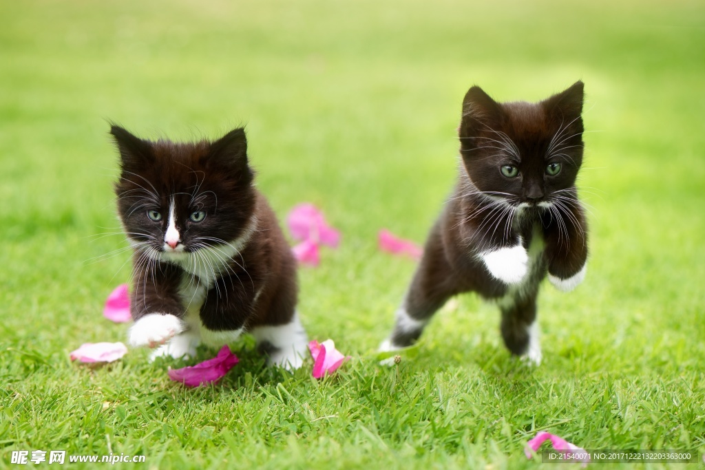 猫咪
