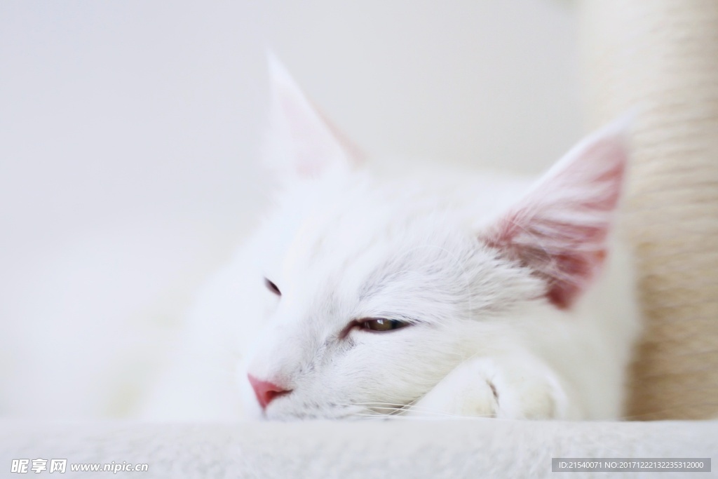 猫咪
