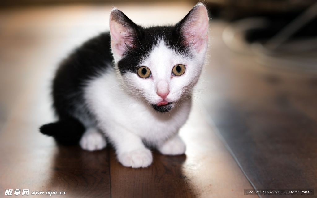 猫咪