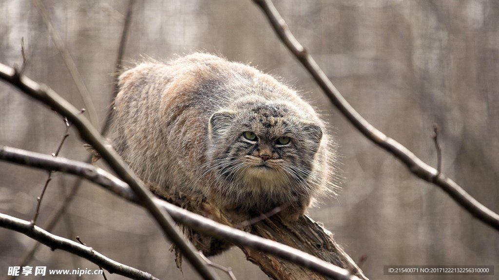 猫咪