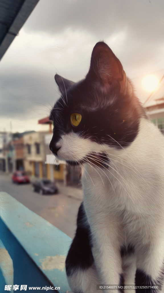 猫咪