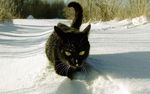 猫咪