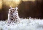 猫咪