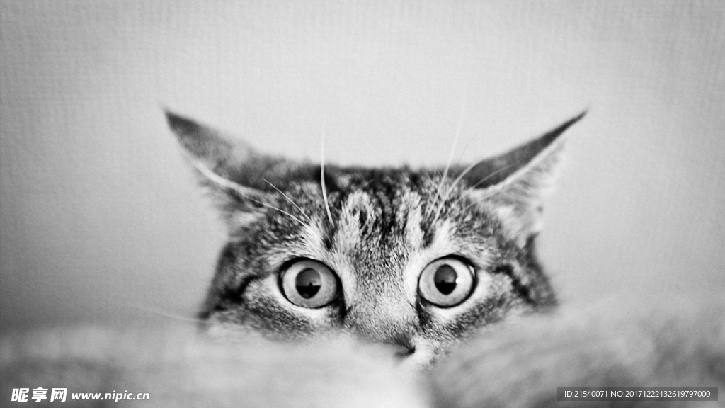 猫咪