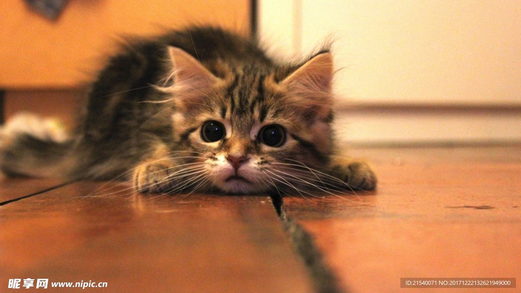 猫咪