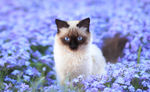 猫咪