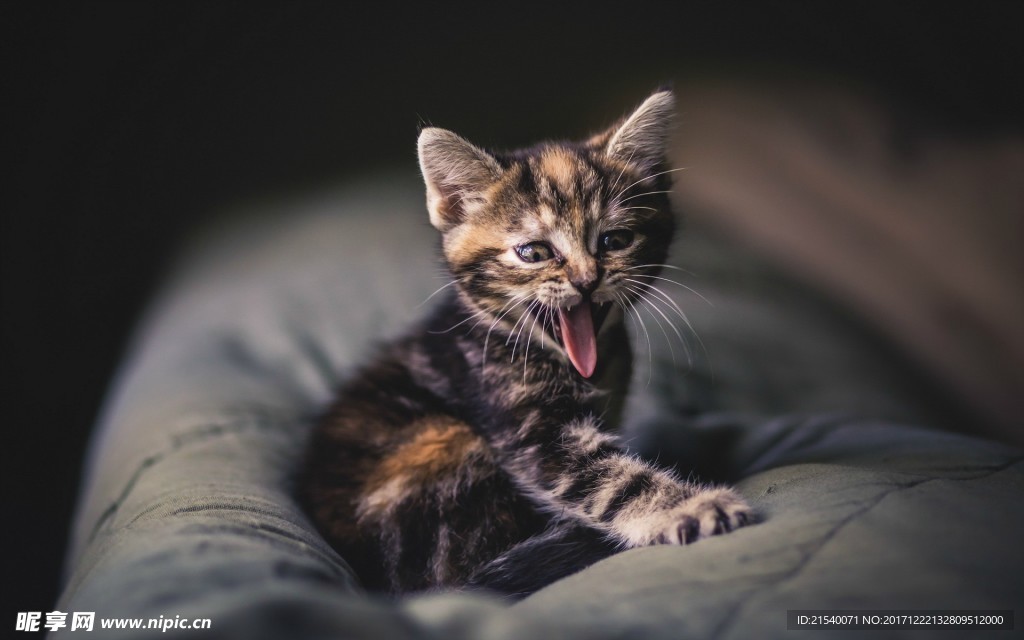 猫咪