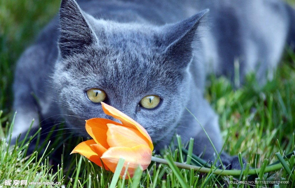 猫咪