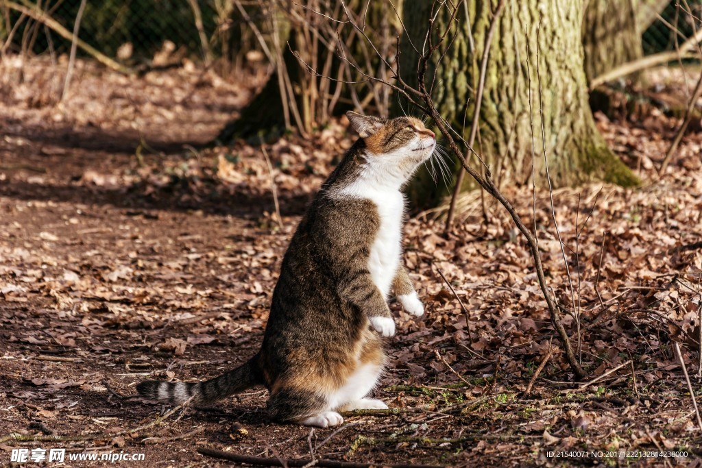 猫咪