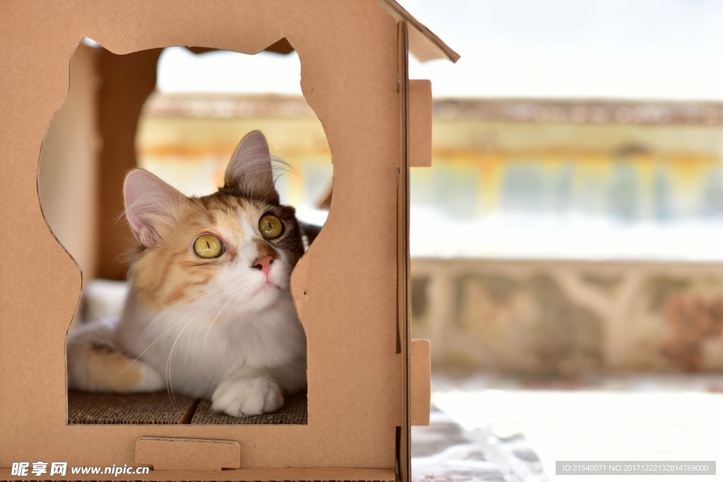 猫咪