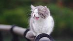 猫咪