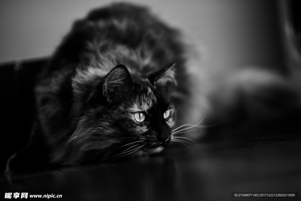猫咪