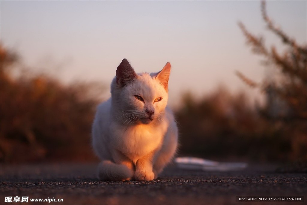 猫咪