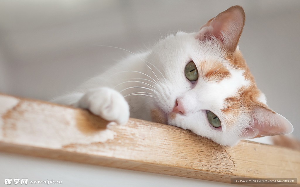 猫咪