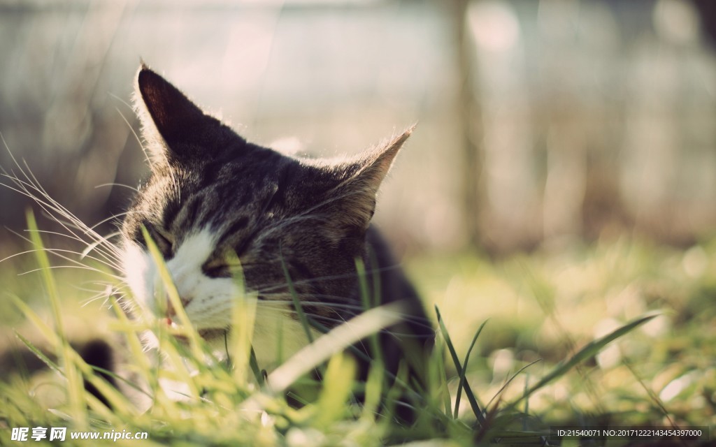 猫咪