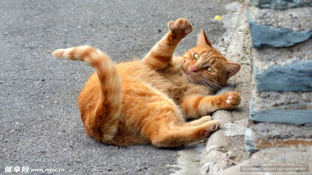 猫咪