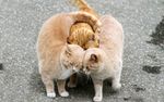 猫咪