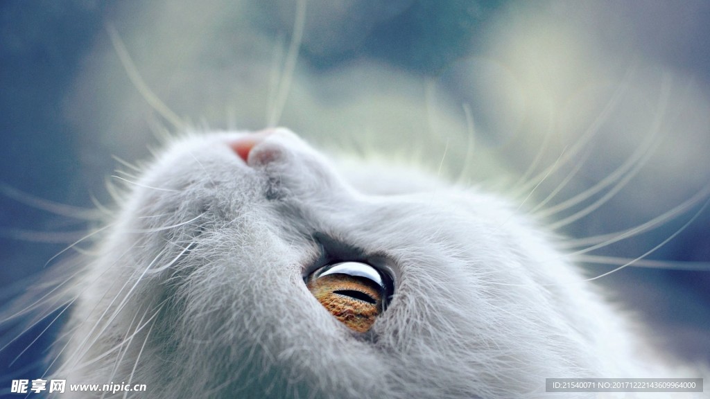 猫咪