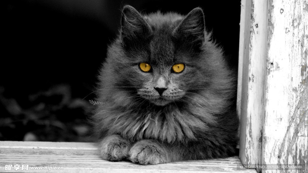 猫咪