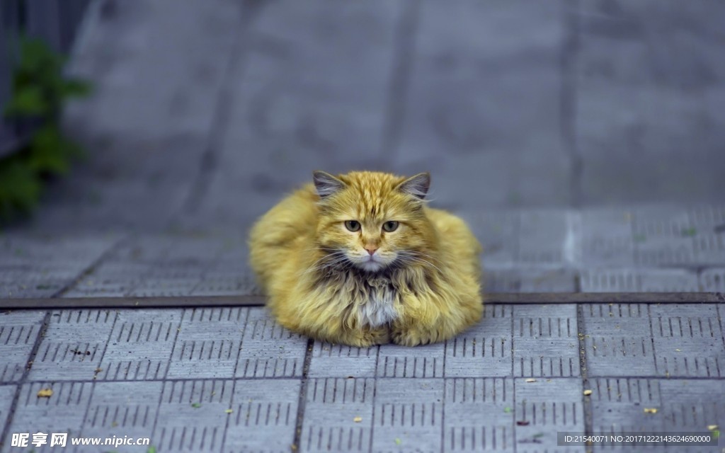 猫咪