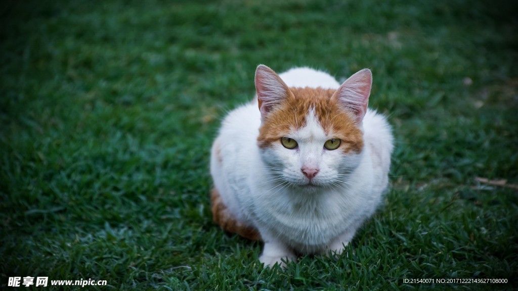 猫咪
