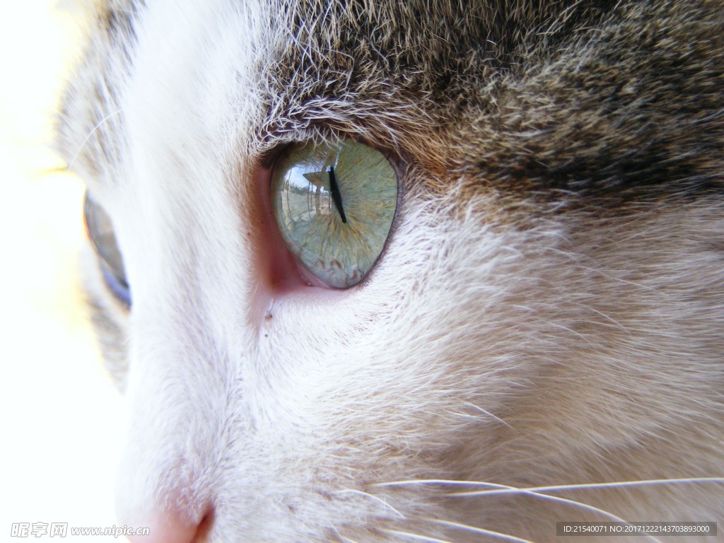 猫咪